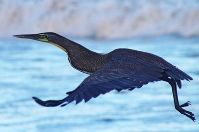 Bare-throated tiger heron