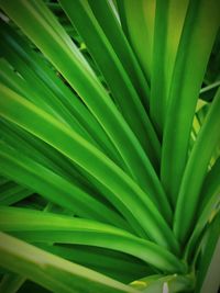 Full frame shot of palm leaf