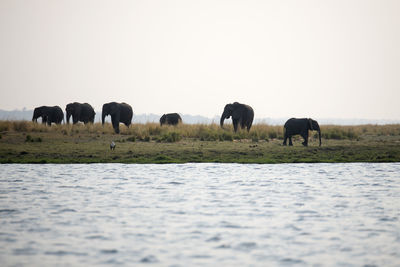 Elephants standing in the lake against clear sky