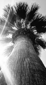 Low angle view of palm trees against sky