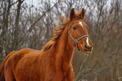 Horse standing in a field