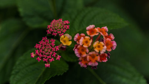 Close-up of fresh pink flowers blooming in park