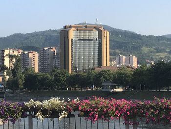 Flowering plants by buildings against sky in city