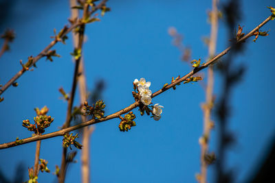 Low angle view of flowering plant against blue sky