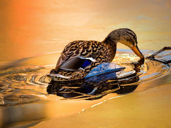 Close-up of a duck in lake