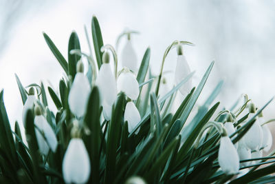 Close-up of white flowering plants