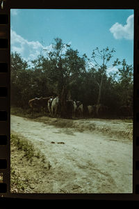 Cows grazing on field against sky