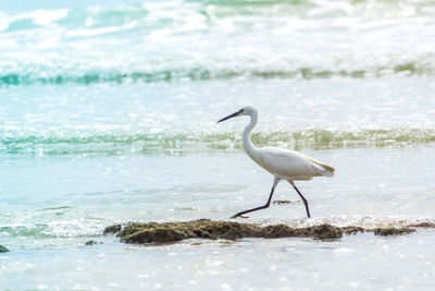 Side view of a bird on the beach