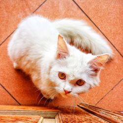 Close-up portrait of a cat