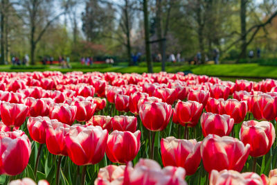 Close-up of red tulips in park