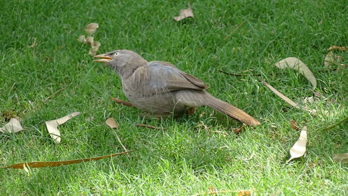 Close-up of bird perching on field