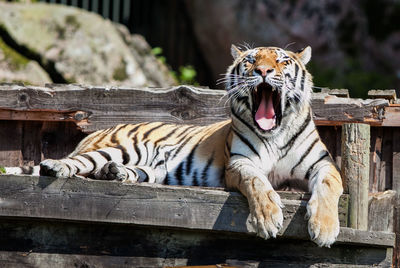 Close-up of tiger relaxing on rock