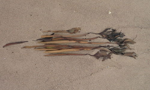 Close-up of sand on beach