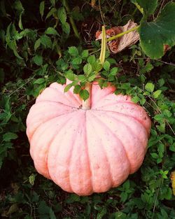 High angle view of pumpkin