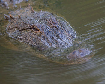 Close-up of alligator swimming in river