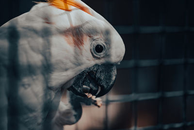 Close-up of bird in cage