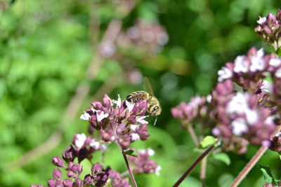 Close-up of bee pollinating on pink flower