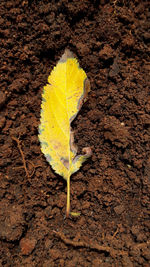 High angle view of yellow leaf on field