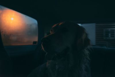 Dog looking through car window