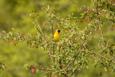 Bird perching on a tree