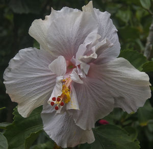 Close-up of pink flower blooming outdoors