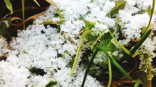 Close-up of white flowers