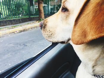 Close-up of cropped car
