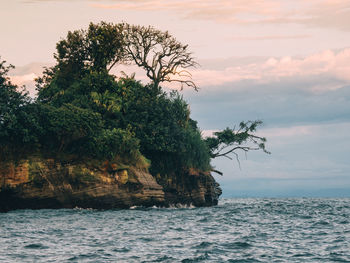 Tree by sea against sky during sunset