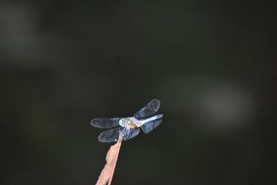 Close-up of insect on flower