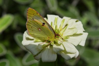 Close-up of insect on flower