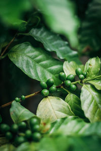 Close-up of plant