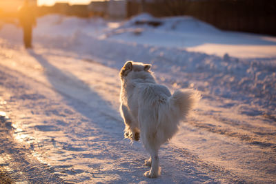 Dog on snow covered land