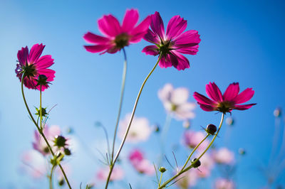 Close-up of cosmos flowers blooming against clear sky