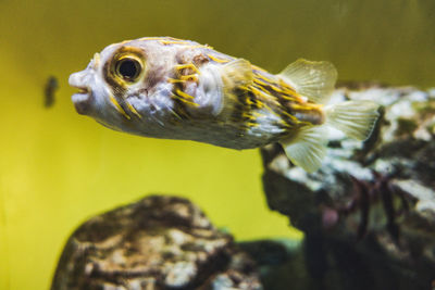 Close-up of puffer fish swimming in sea