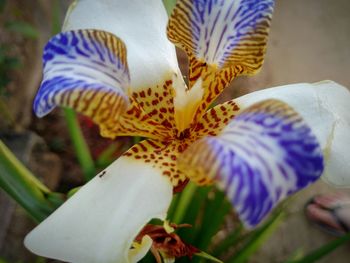 Close-up of white iris