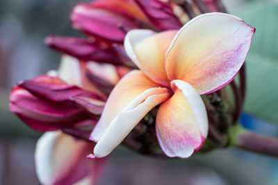 Close-up of pink flower