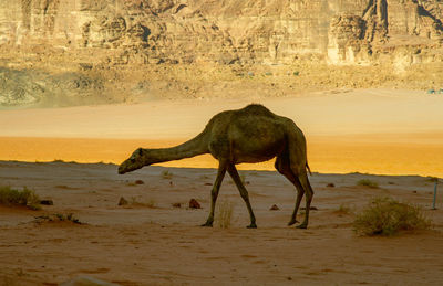 Camels in jordan wadi rum desert on red sand with baby and high mountains in the background