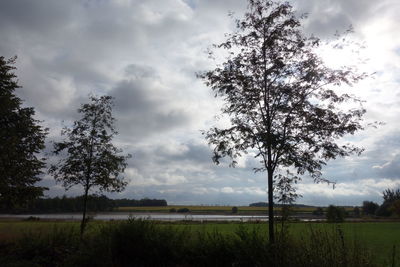 Tree on field against sky