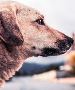 Close-up of dog looking away