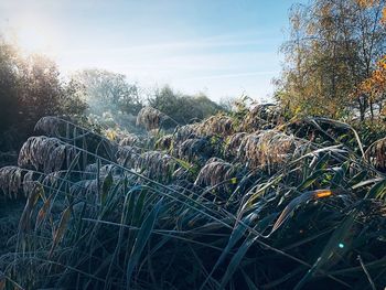 Plants growing on land against sky