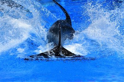 Killer whale splash