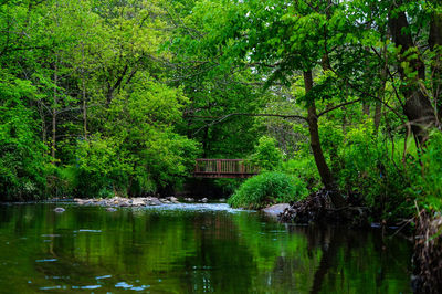 Scenic view of lake in forest