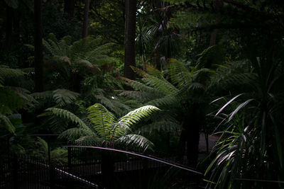 Palm trees in forest