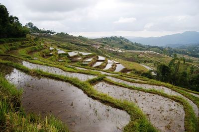 Scenic view of agricultural field against sky