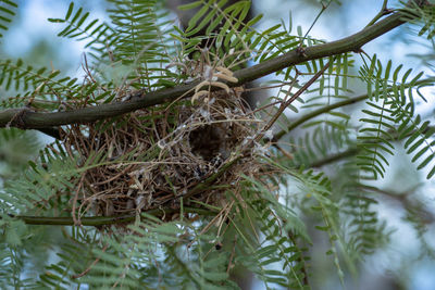 Close-up of pine tree branch