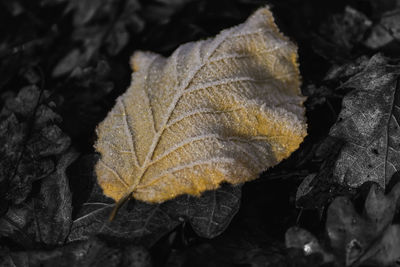 Close-up of dry maple leaf