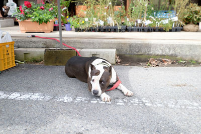 Dog relaxing outdoors