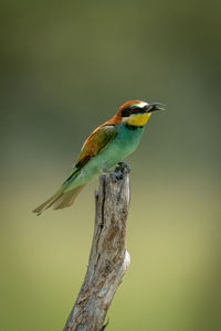 European bee-eater on tree stump eating fly