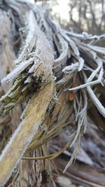 Close-up of frozen frost