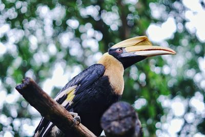 Close-up of bird perching on branch